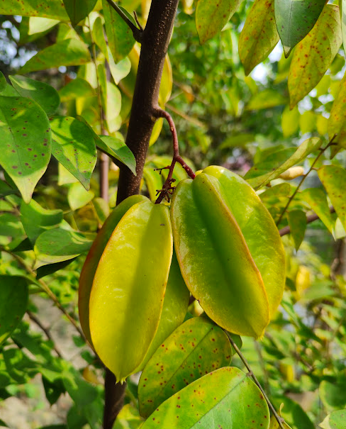 Starfruit