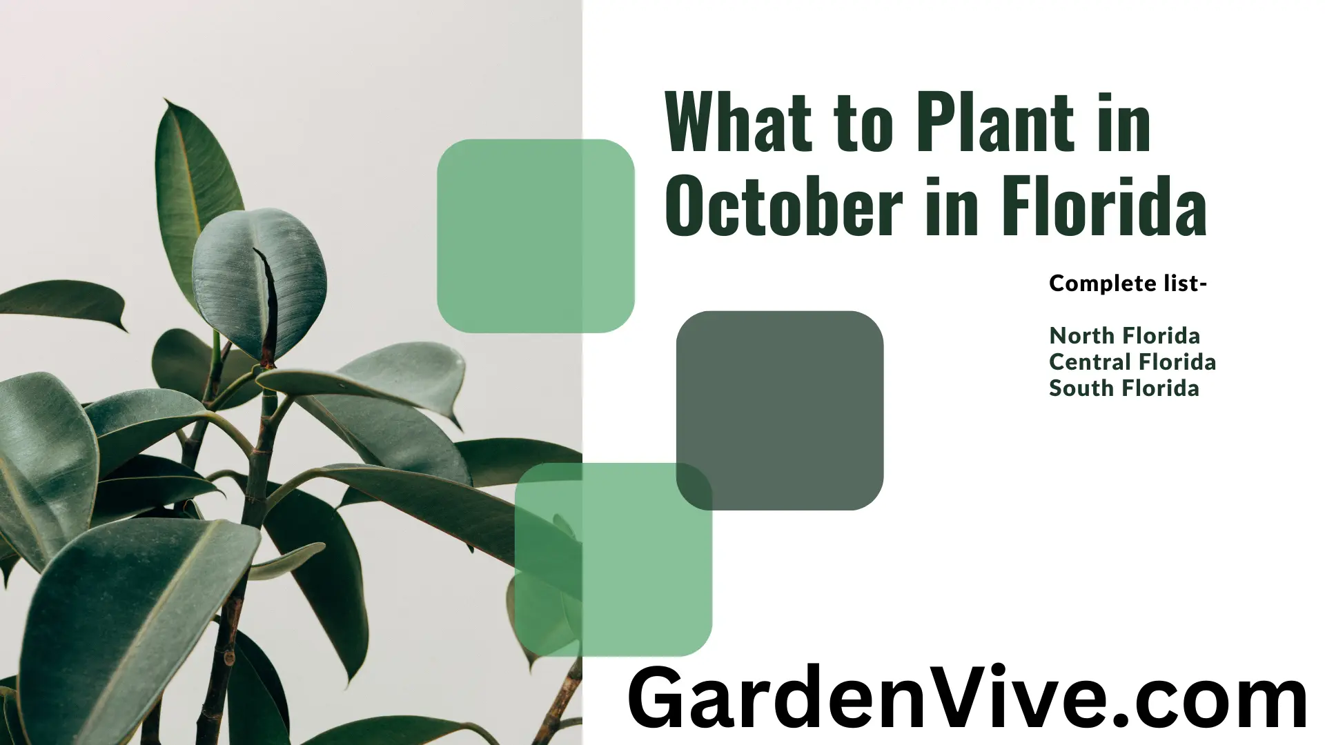 What to plant in October in Florida