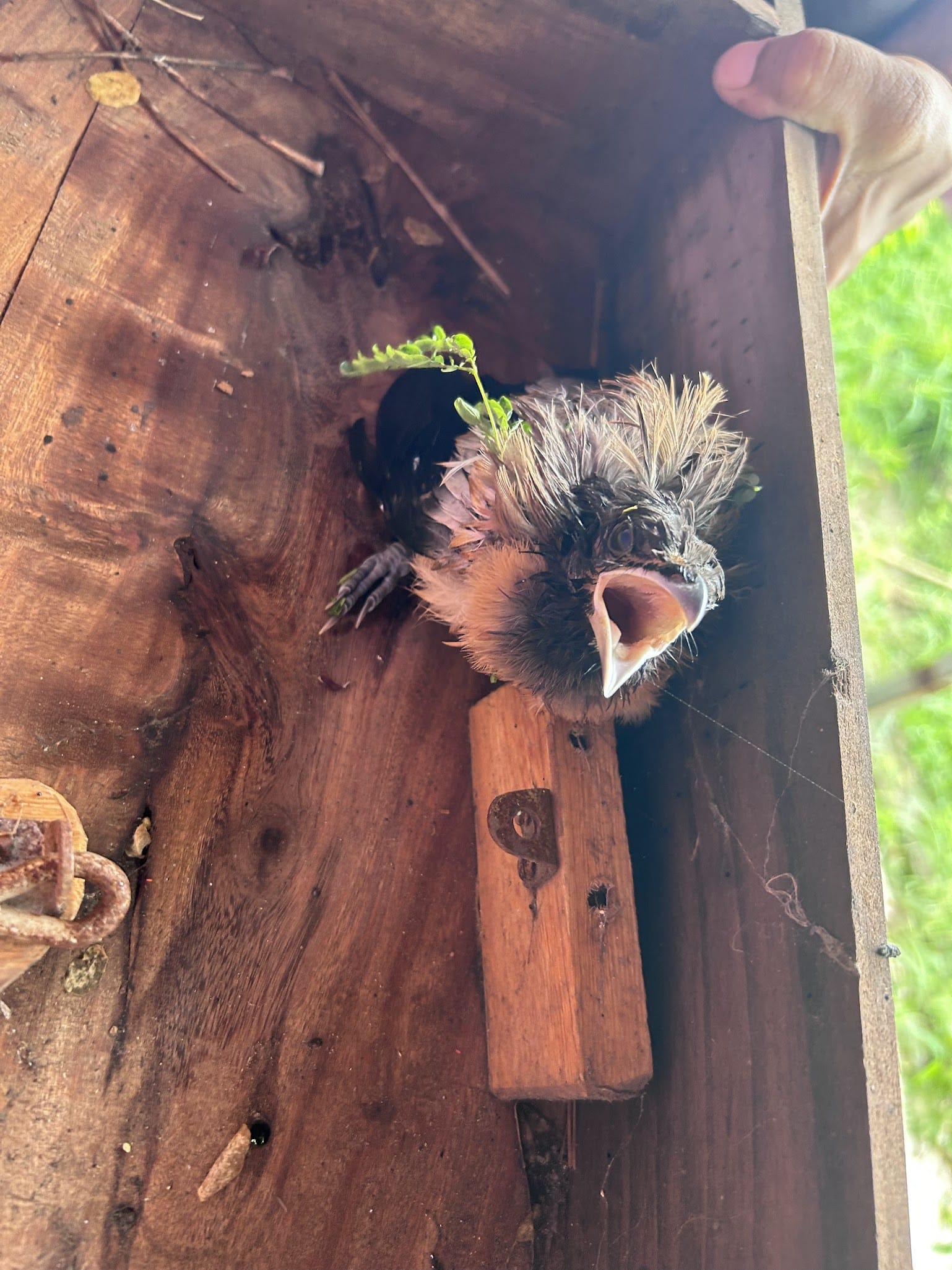 This baby bird fallen off from nest by Hurricane