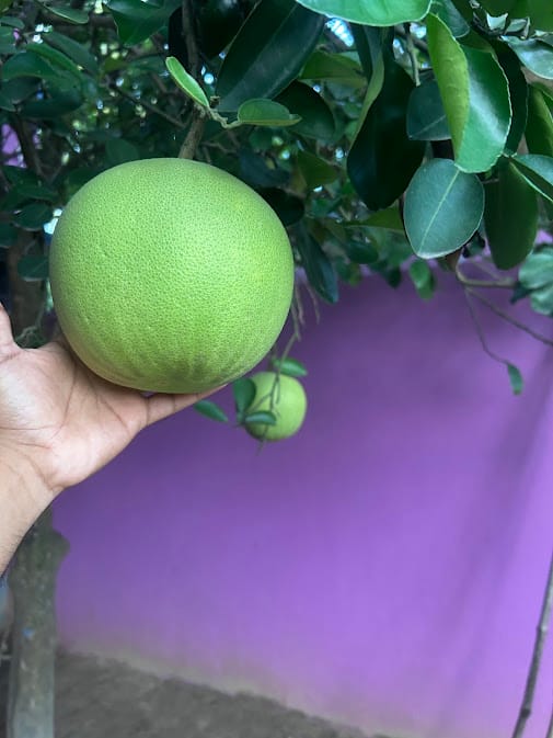 Citrus - Pomelo