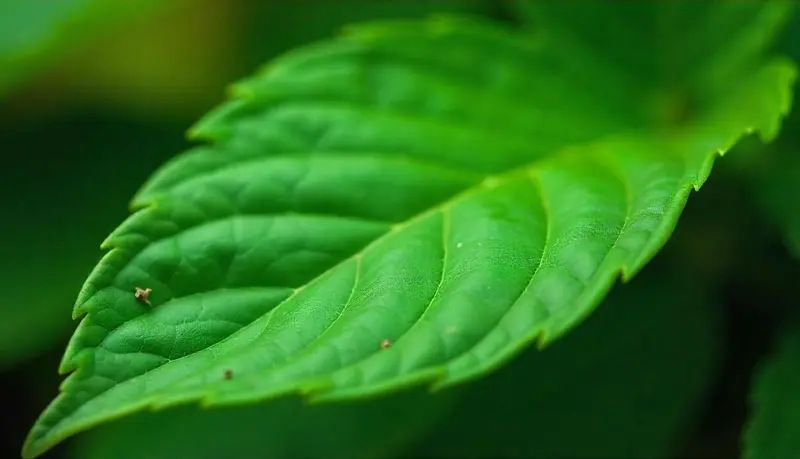 Garden Leaf