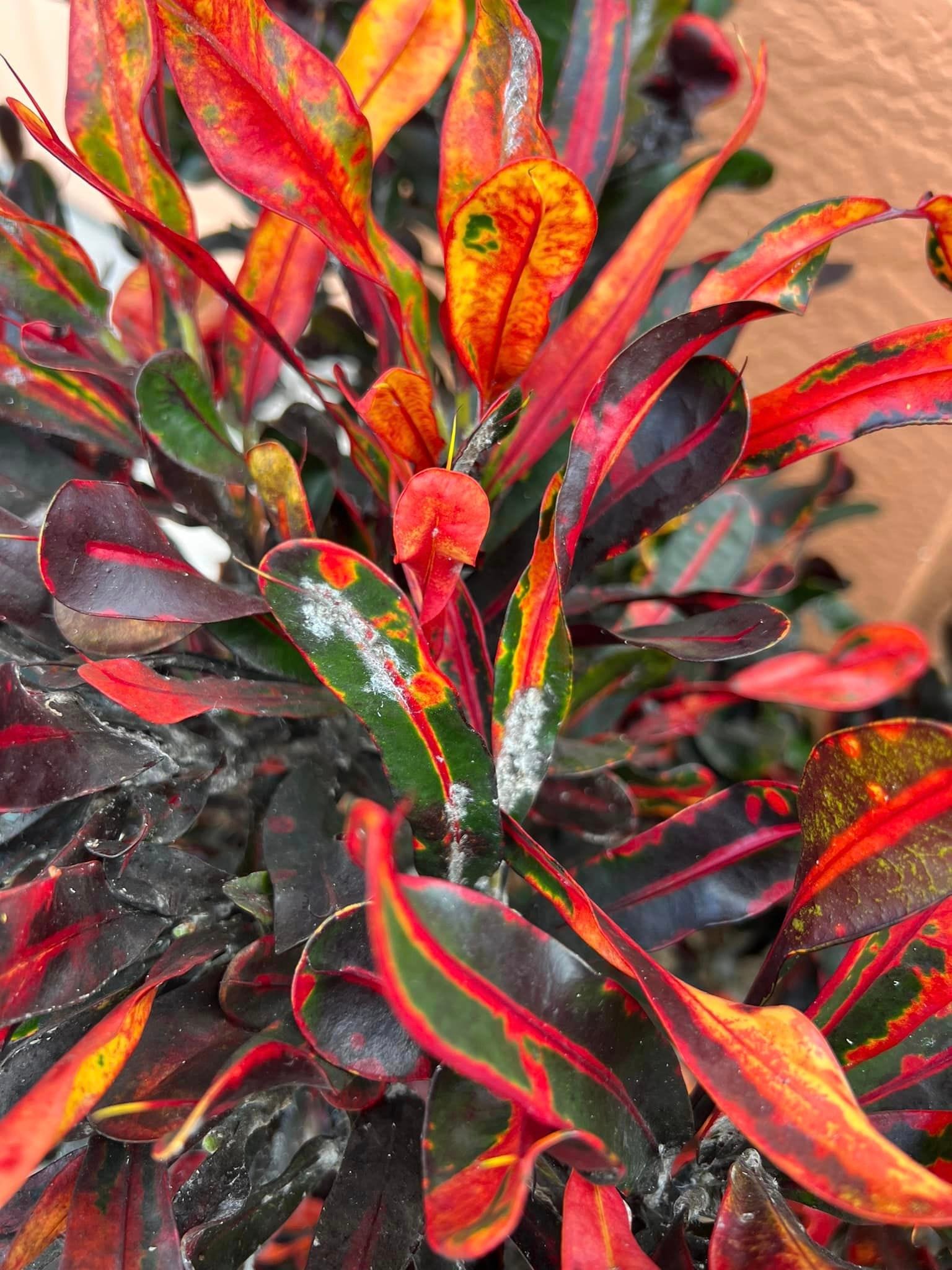 Mealybugs on croton leaves