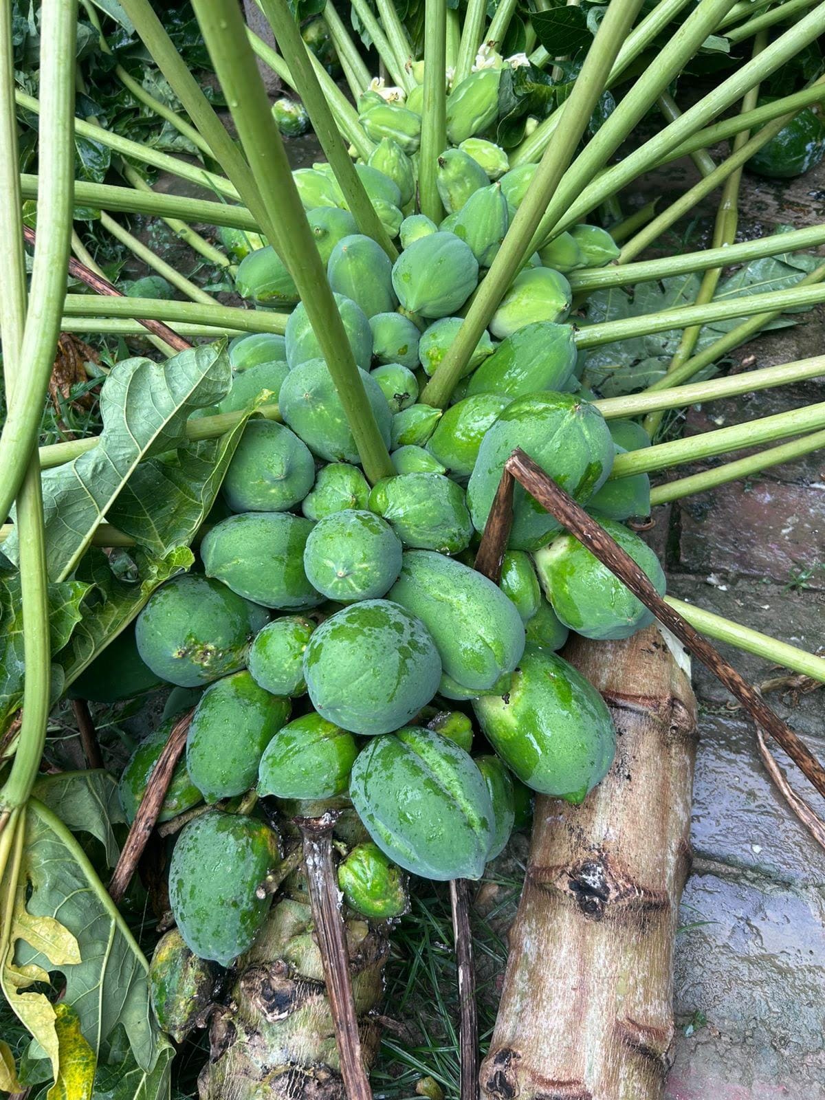 Papaya Plant By Hurricane