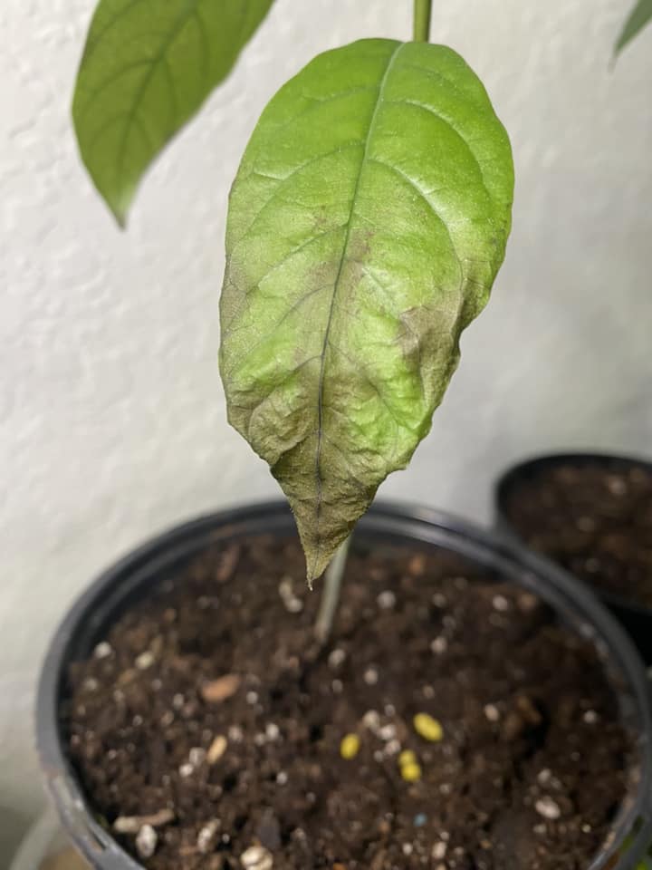 Green Avocado leaf drying out