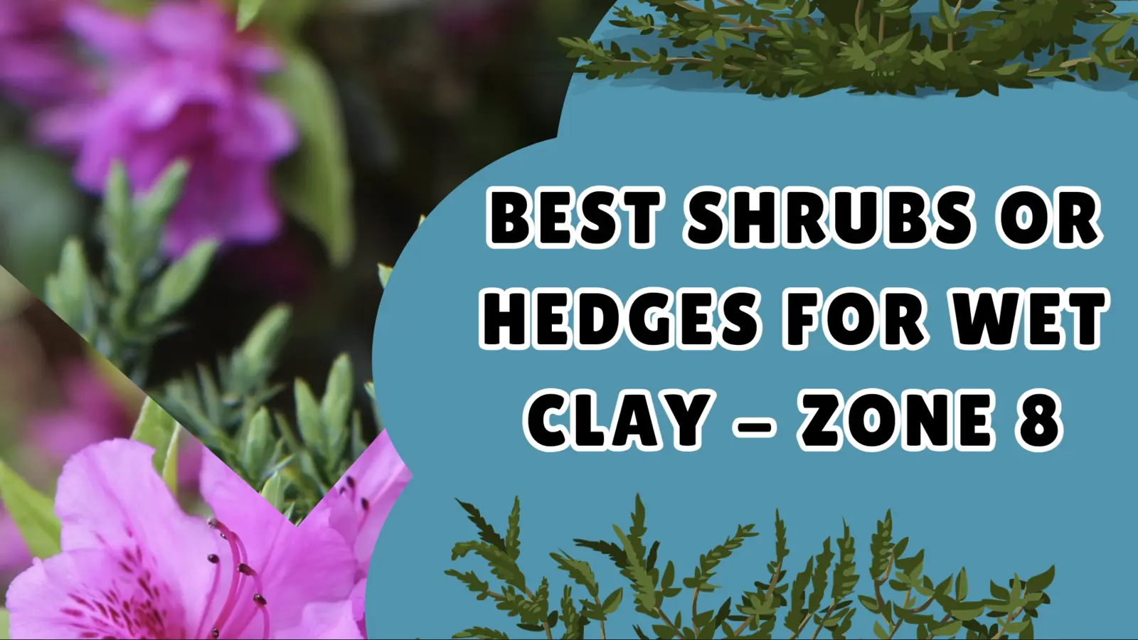 Best Shrubs or Hedges for Wet Clay - Zone 8