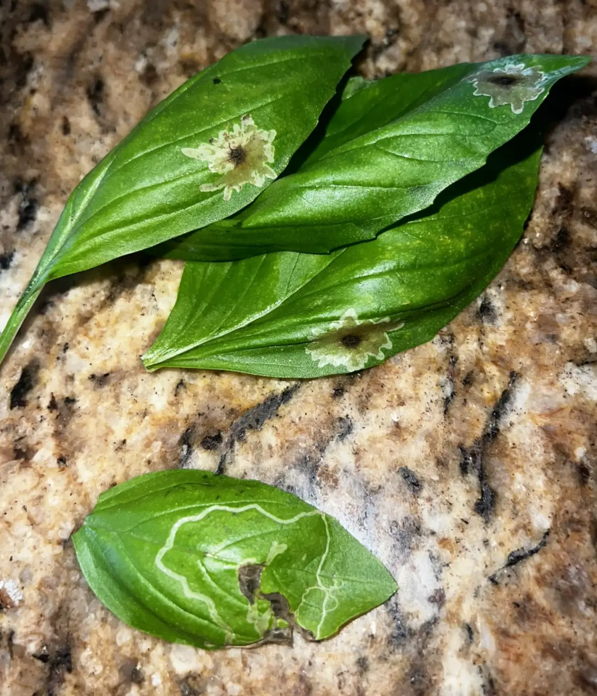 Blotch Leaf Miner