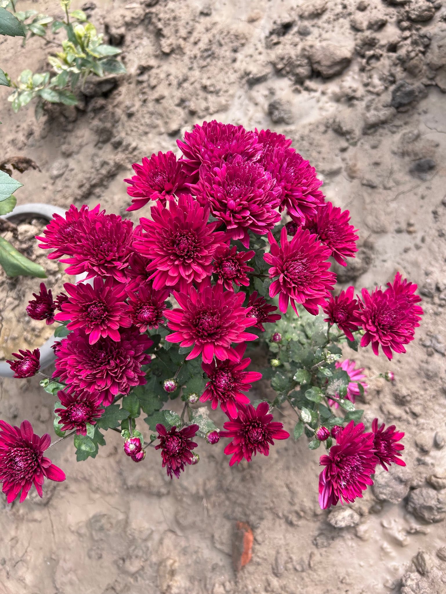 Chrysanthemum Zone 9