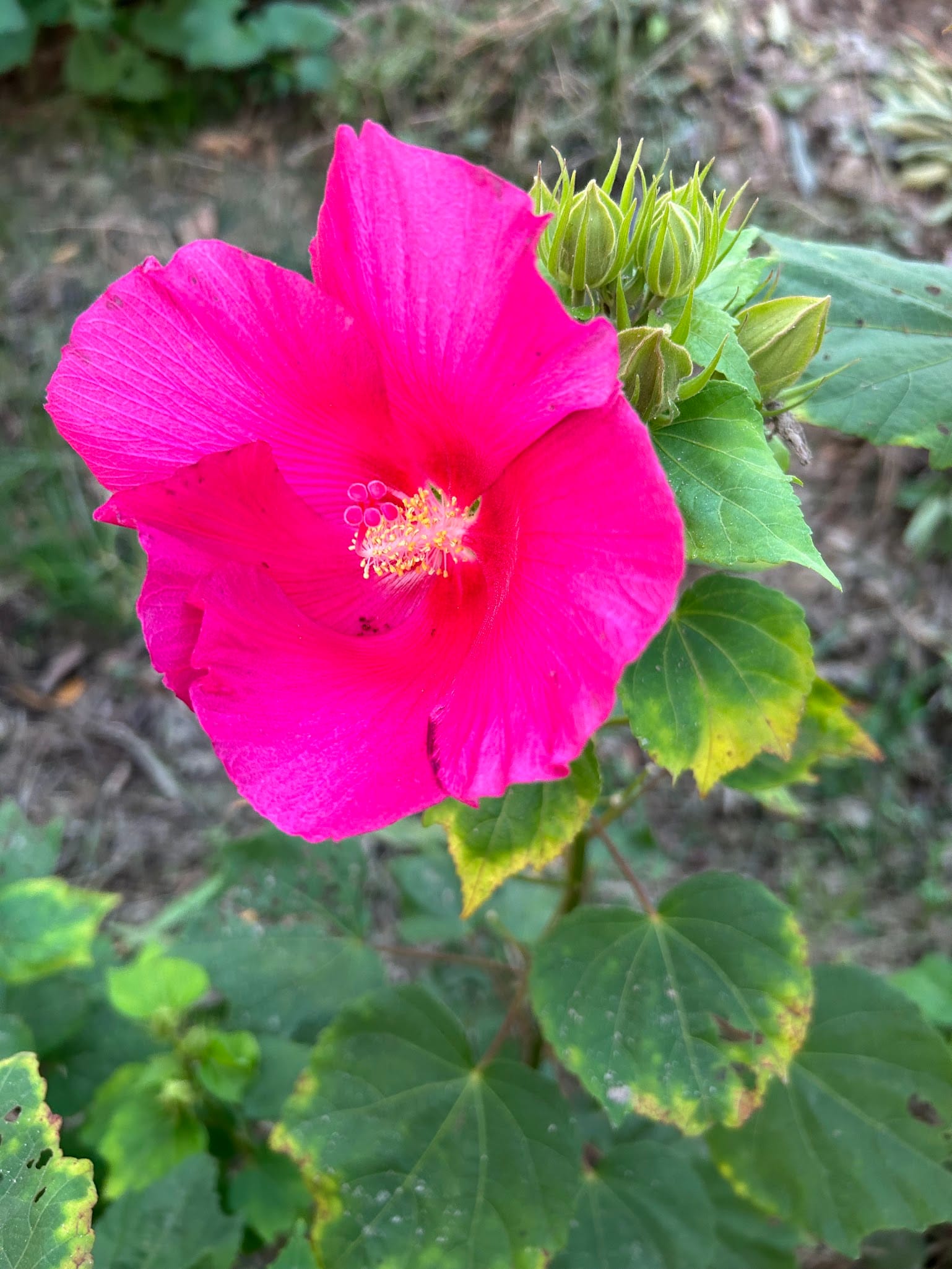 Confederate Rose Single petal