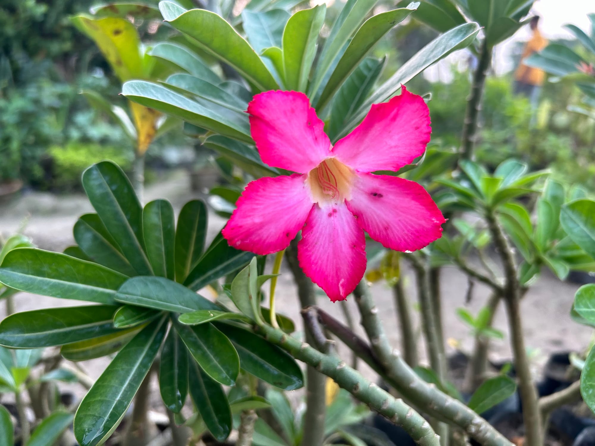 Desert rose blossom