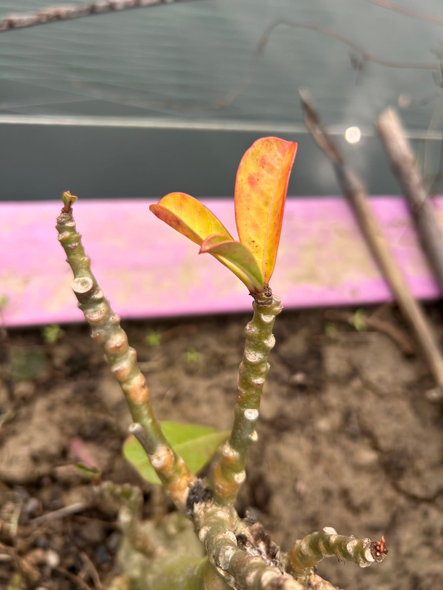 Desert rose in Winter