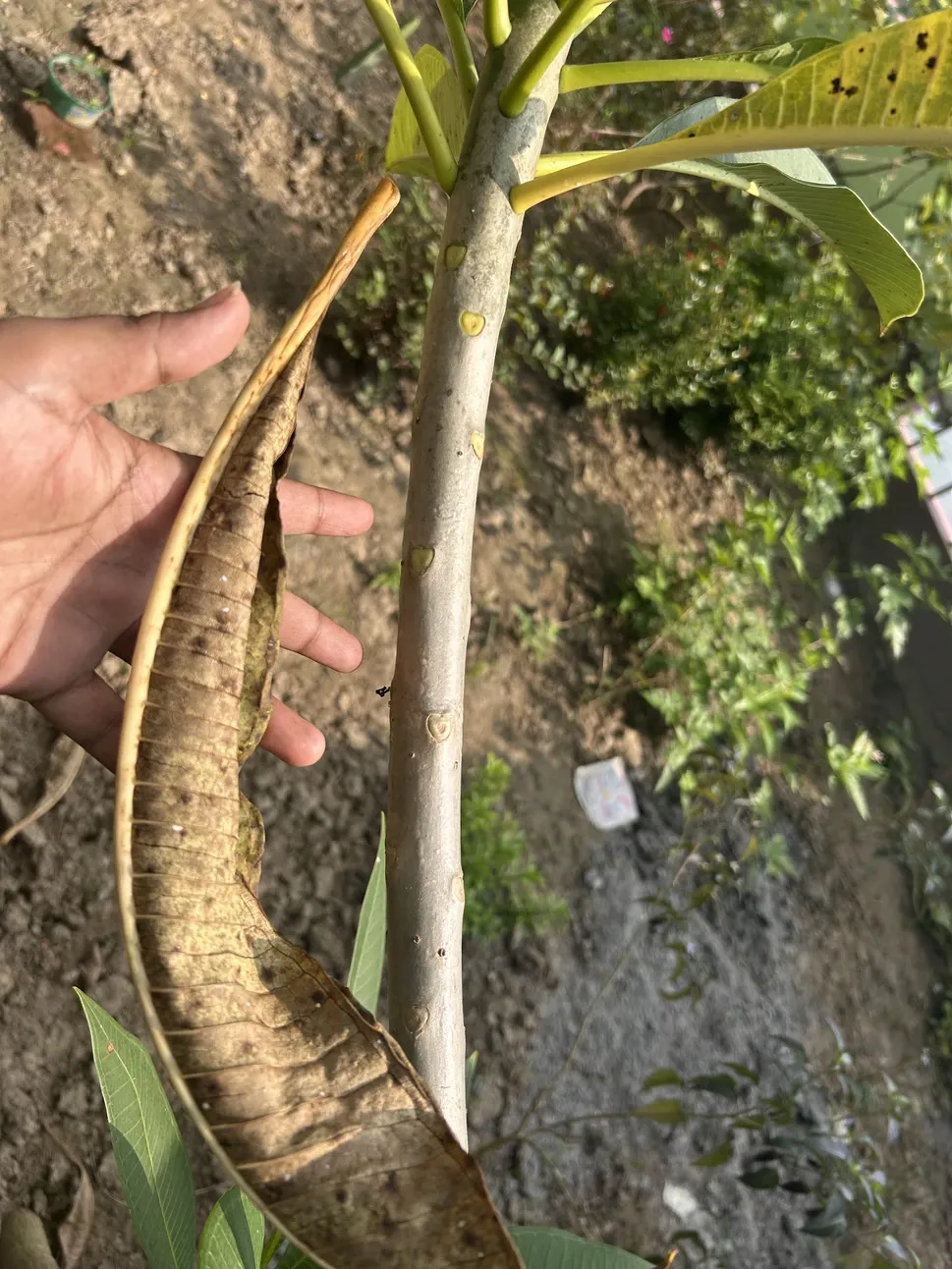 Dormancy of Plumeria