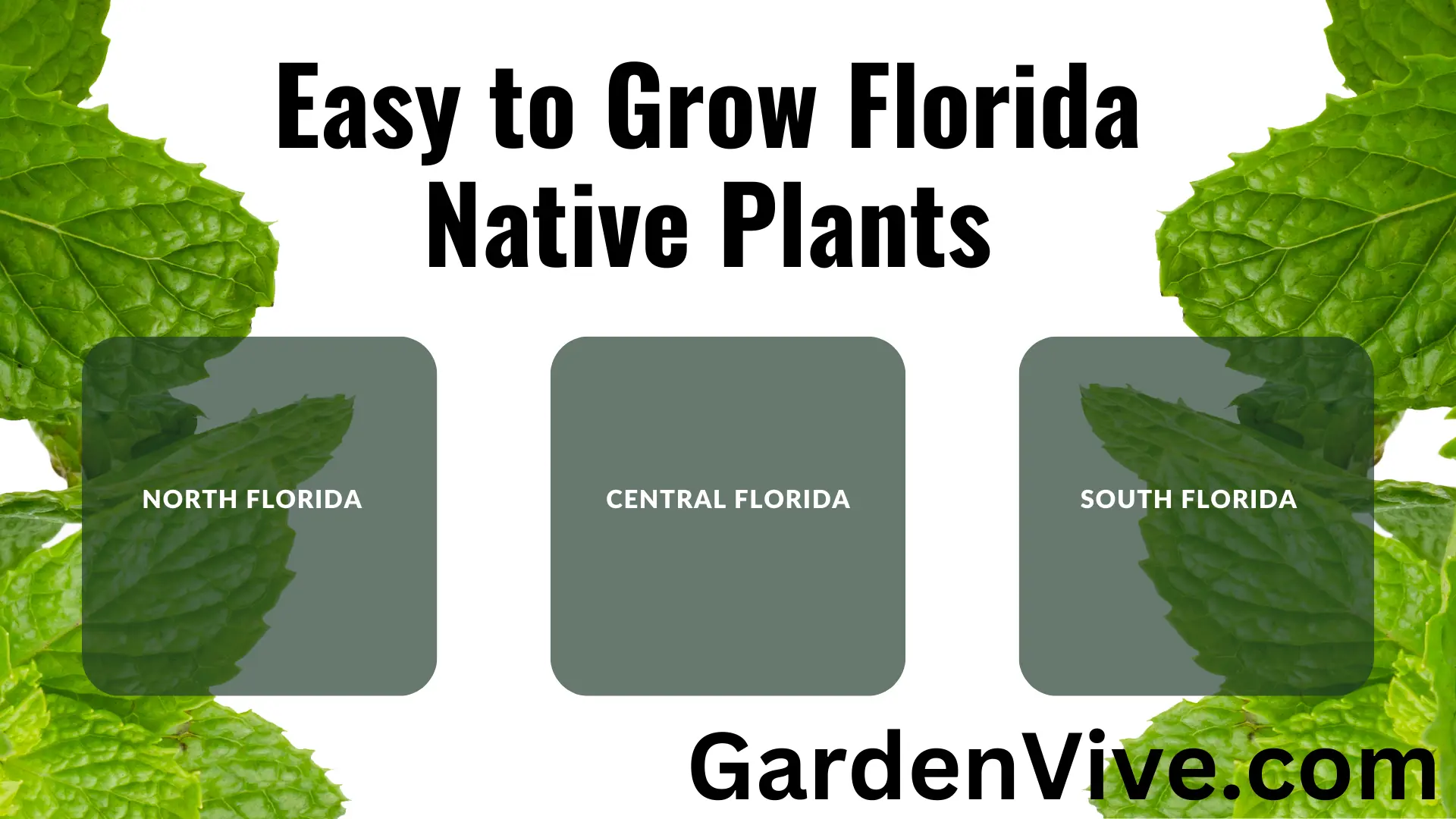 Easy to Grow Florida Native Plants