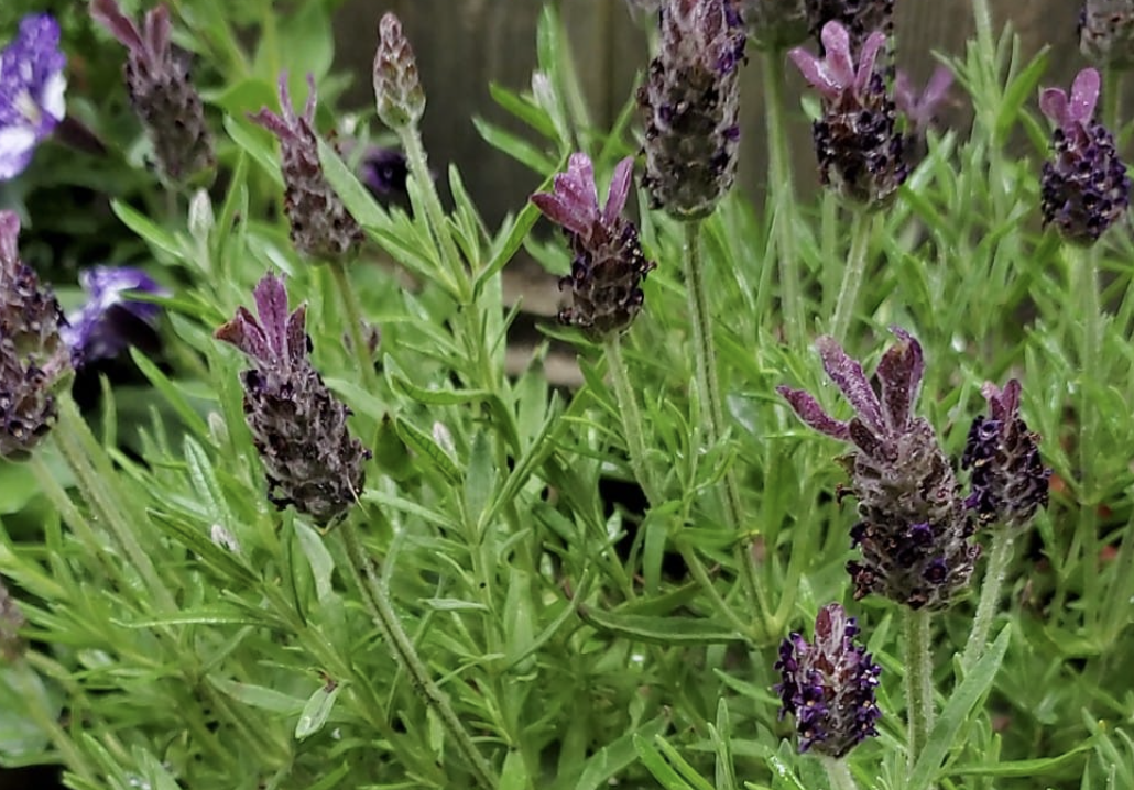 French Lavender