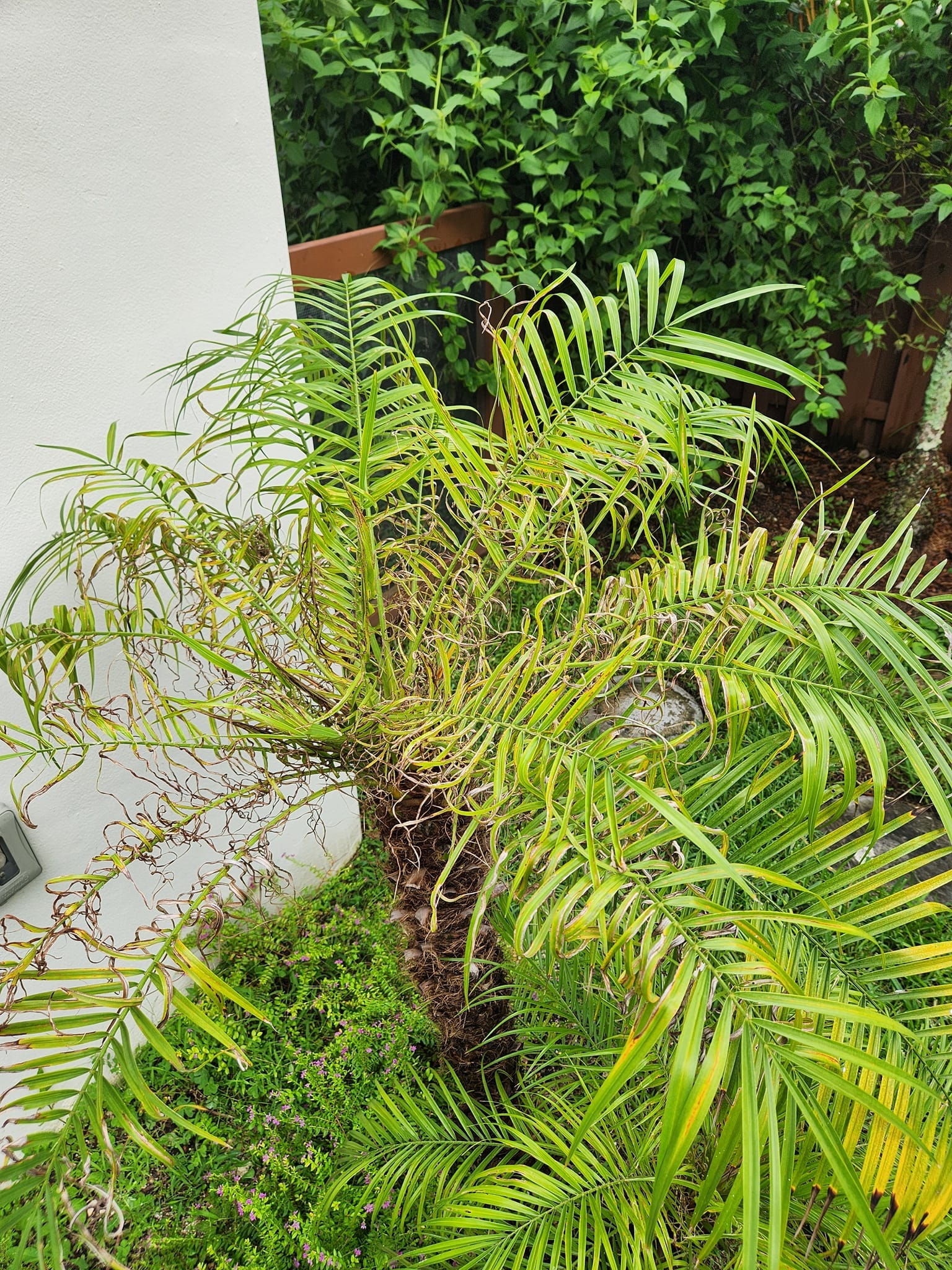 Date palm frizzle top