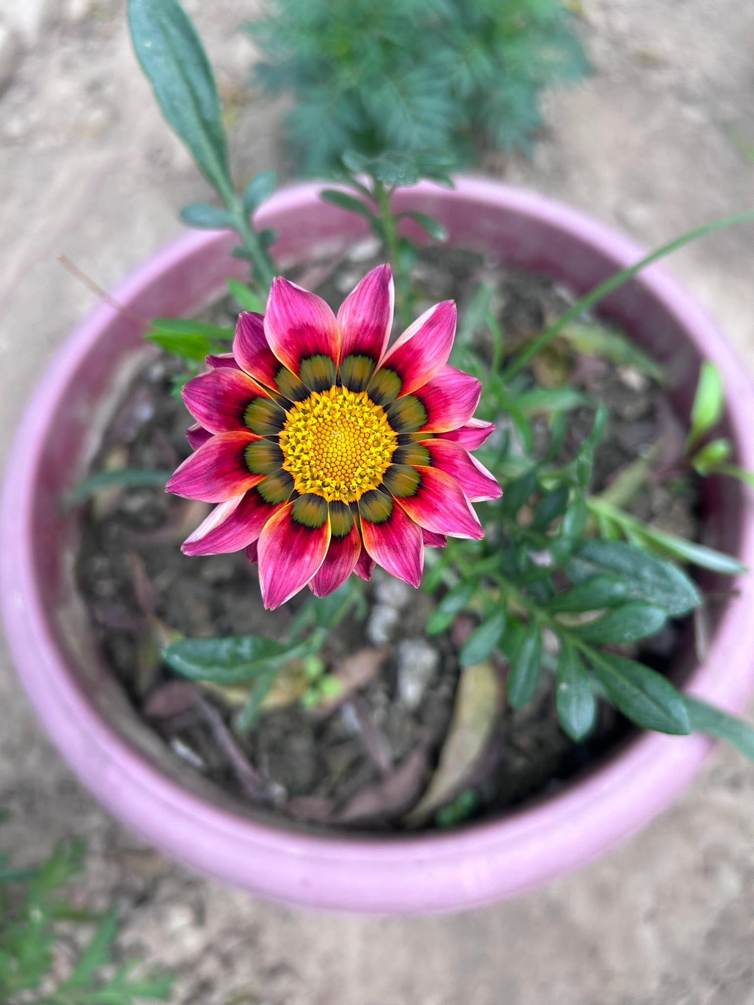 Gazania in Pot