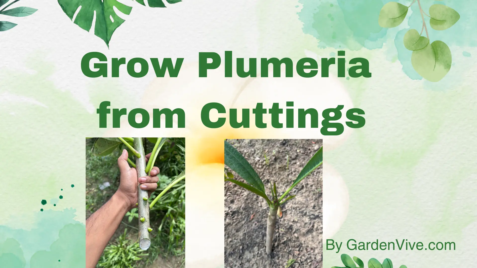 Grow Plumeria from Cuttings