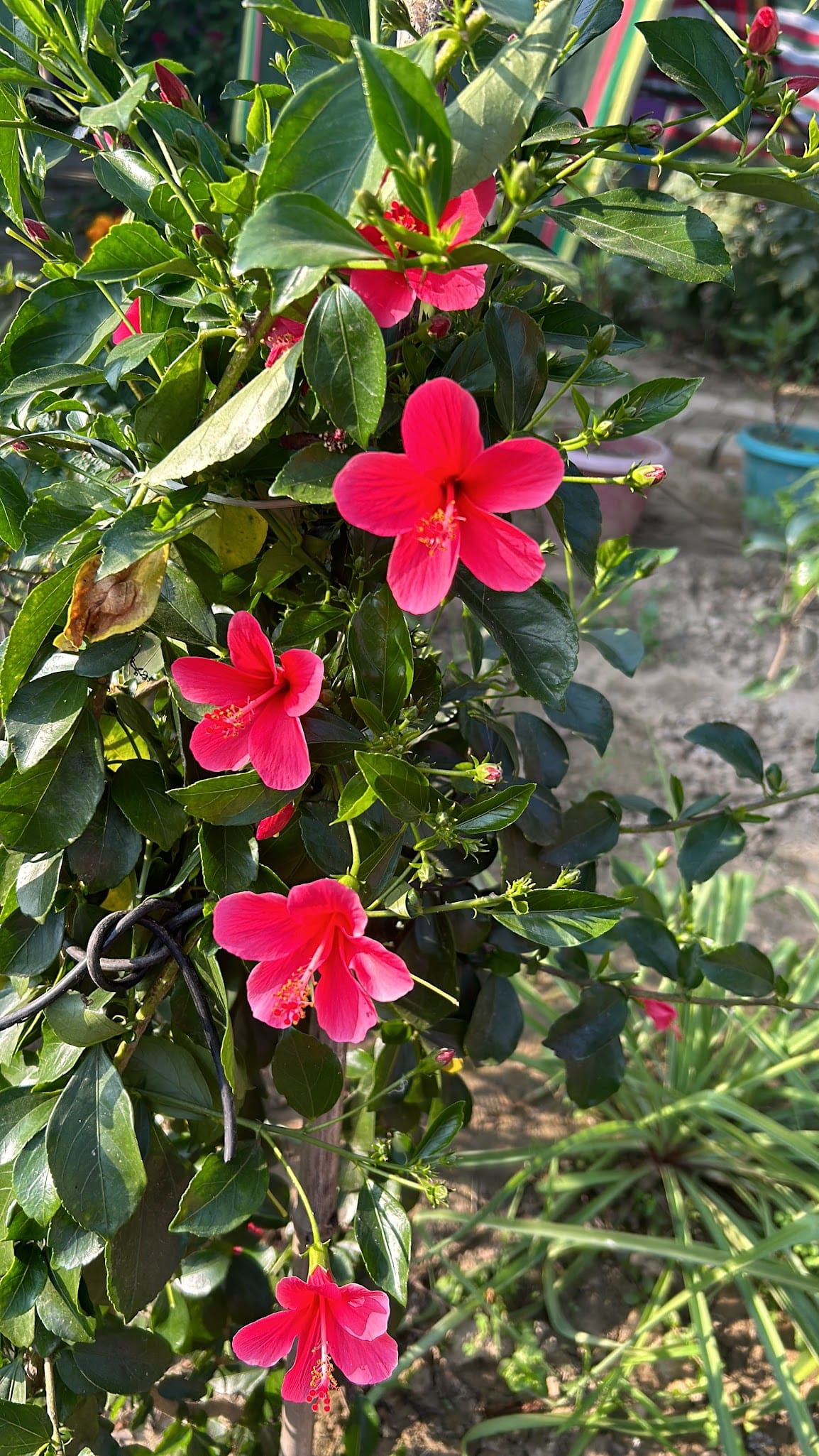 Hibiscus in Florida