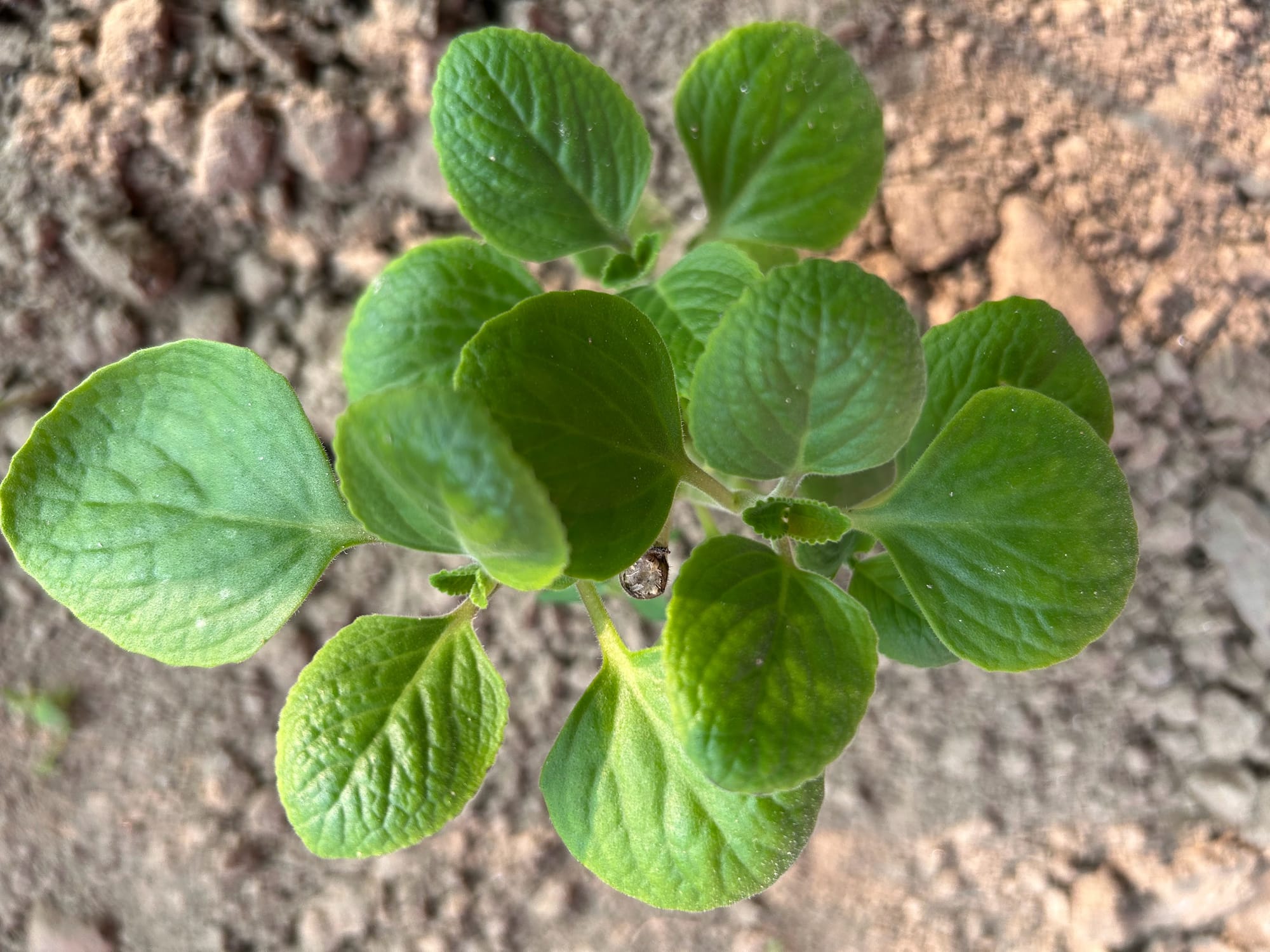 Cuban oregano