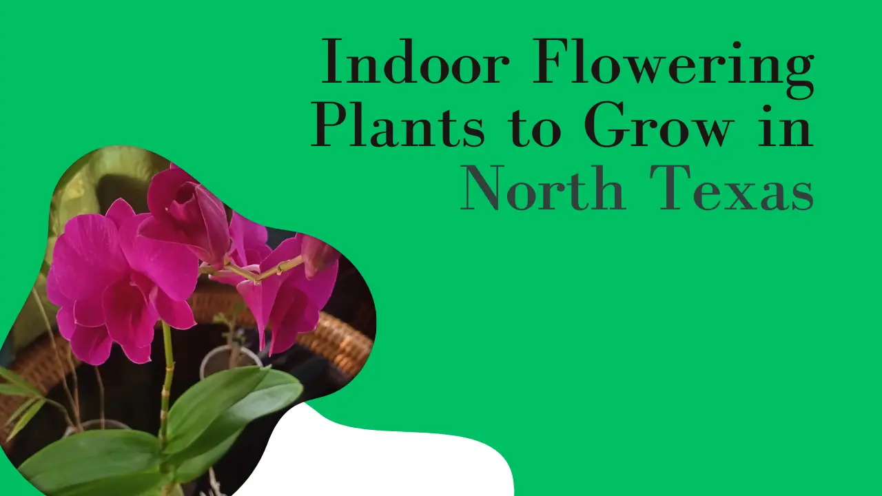 Flowering Plants to Grow Indoors in North Texas