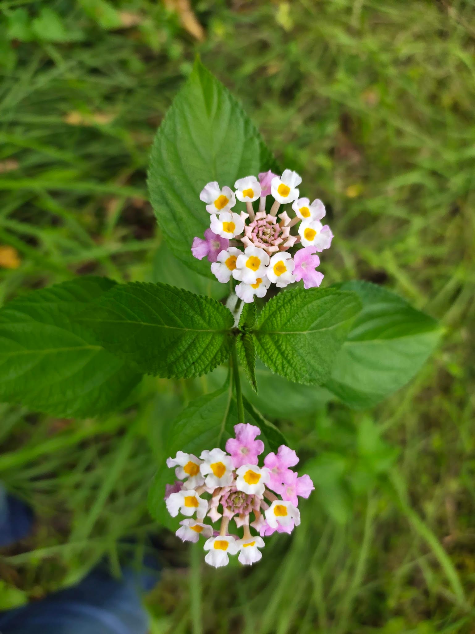 Lantana