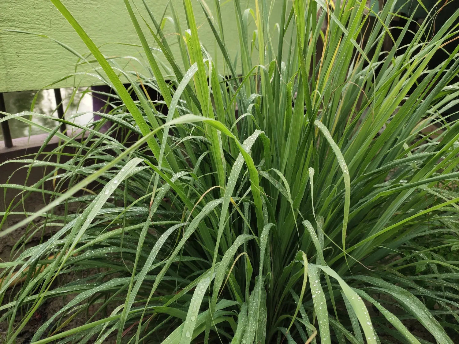 Lemon Grass