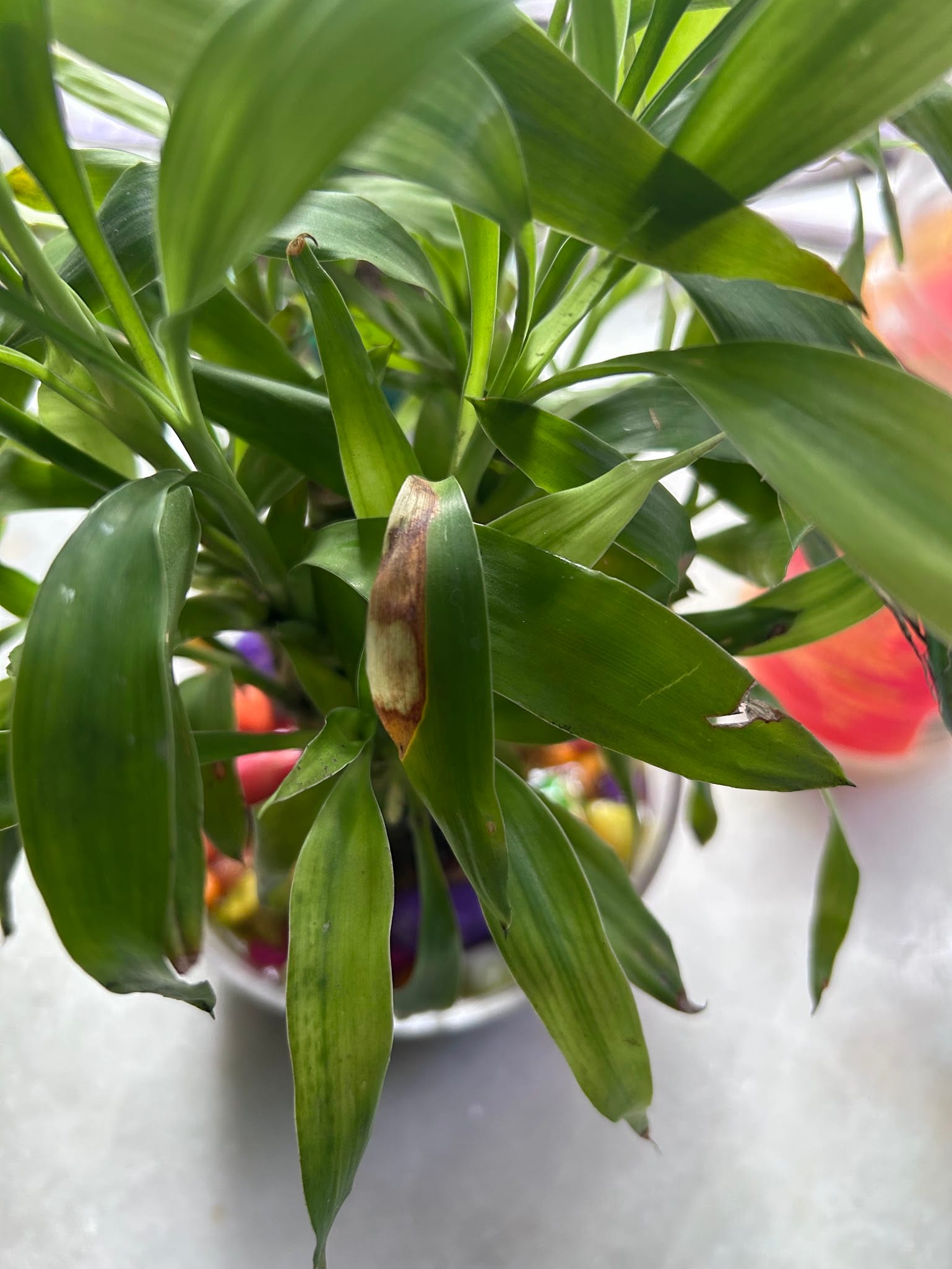 Lucky Bamboo Leaves turning Brown