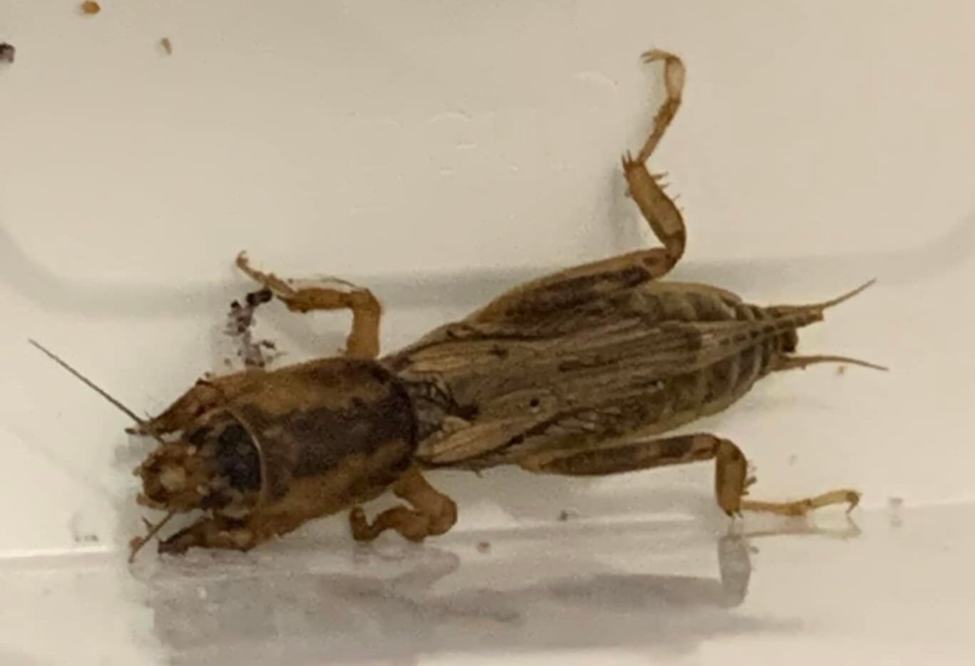 Mole Cricket