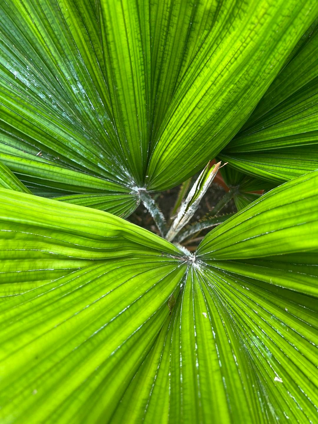 Mealybugs on Palm