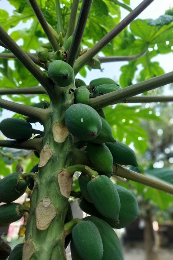 Papaya Plant