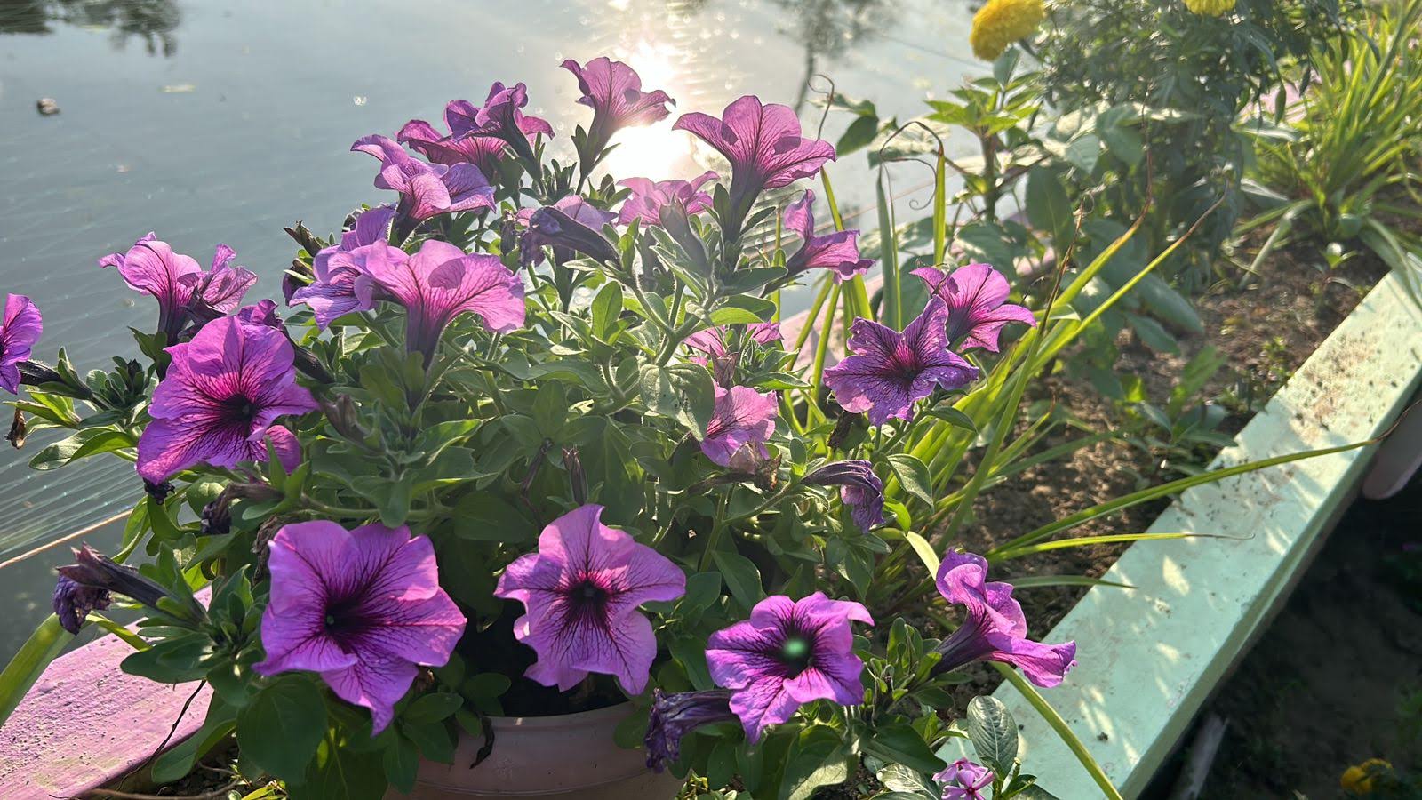 Potted Petunias