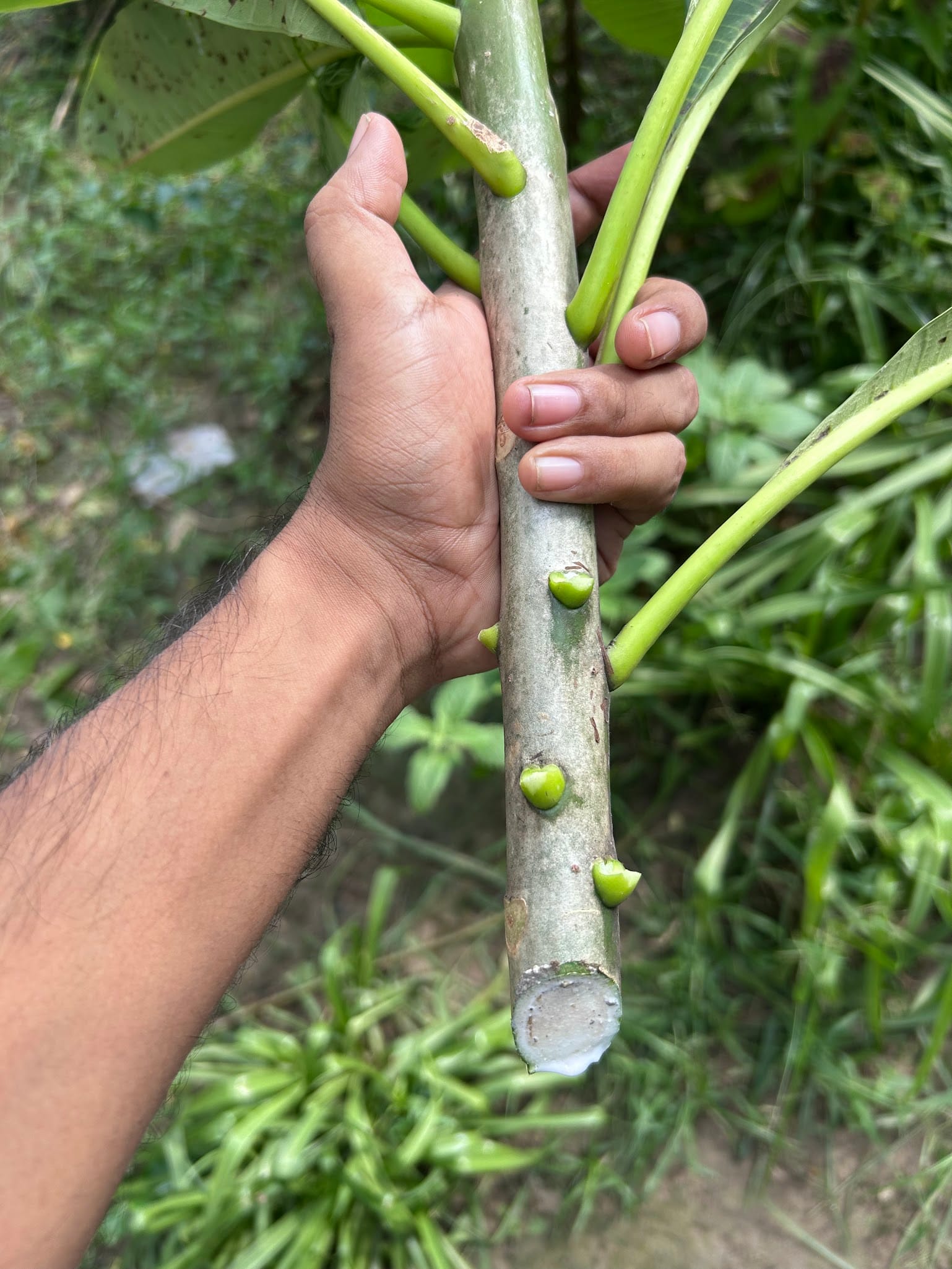 Growing Plumeria from Cutting