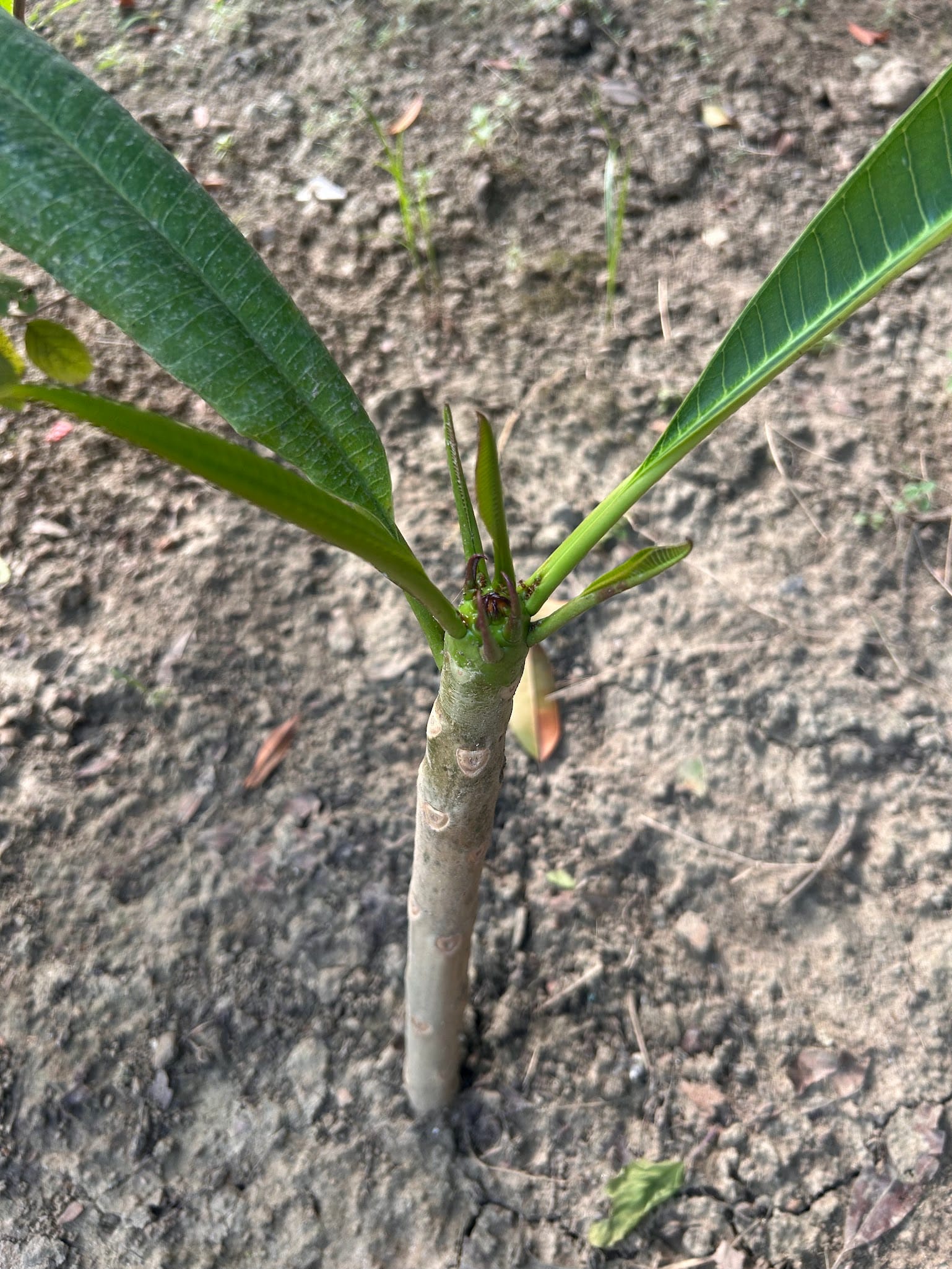 Plumeria from cuttings