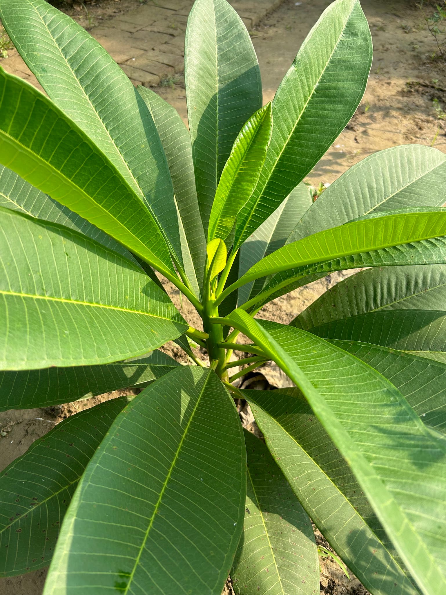 Healthy Plumeria but not flowering