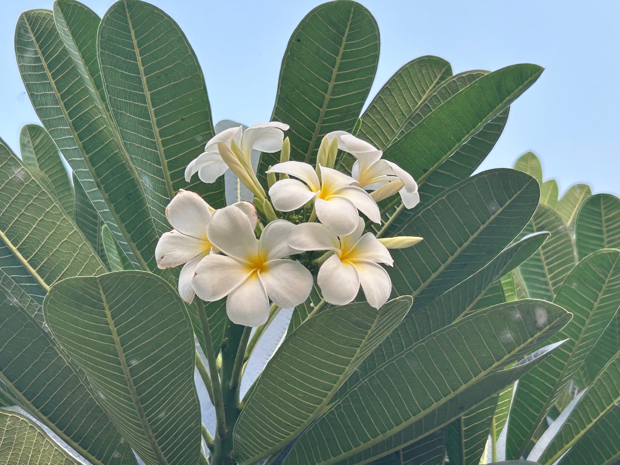 Plumeria