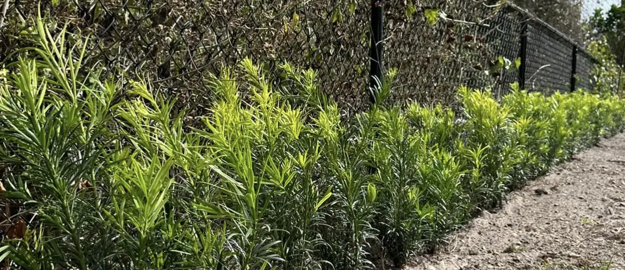 Podocarpus Hedge