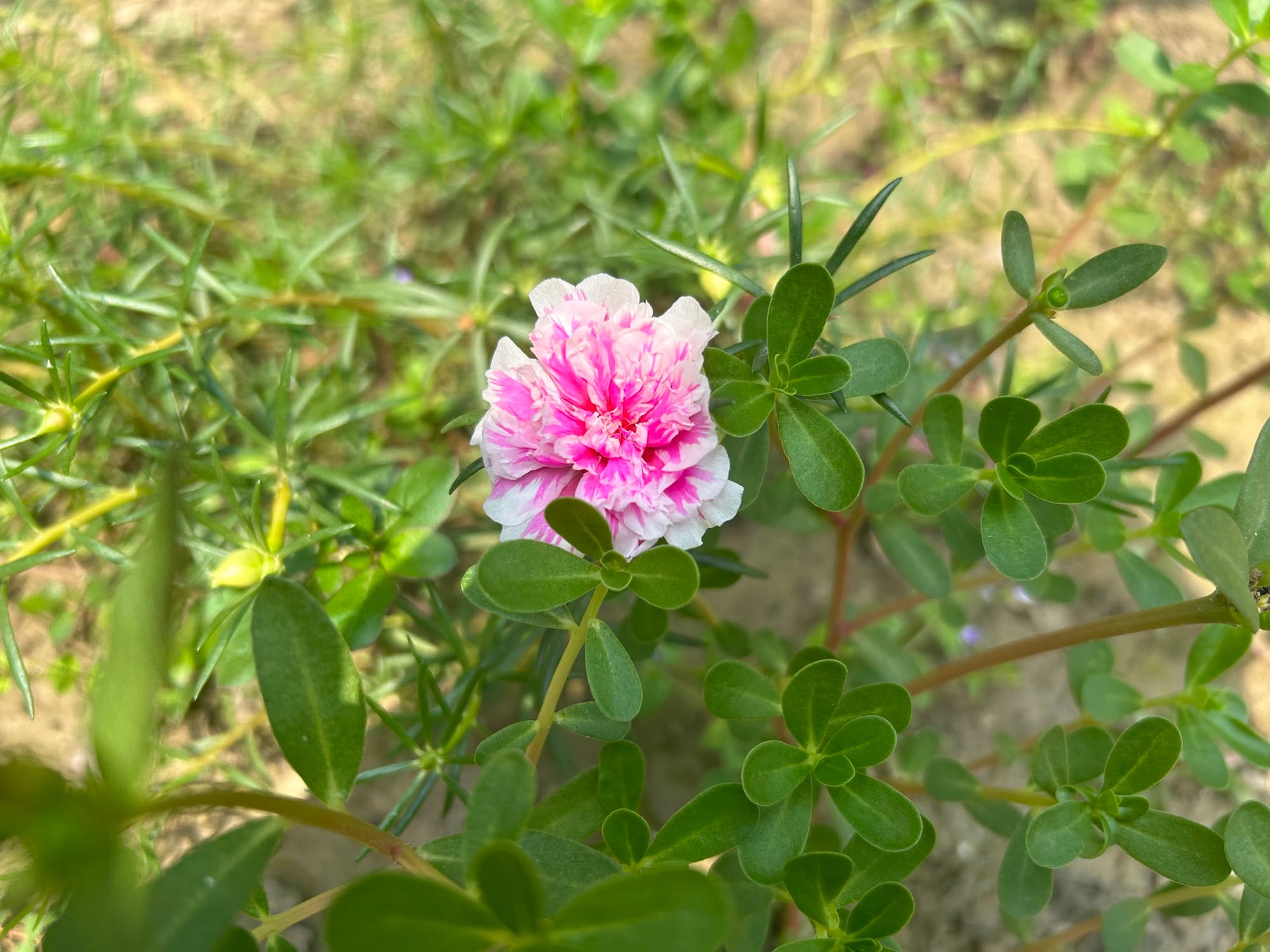 Portulaca - Moss rose