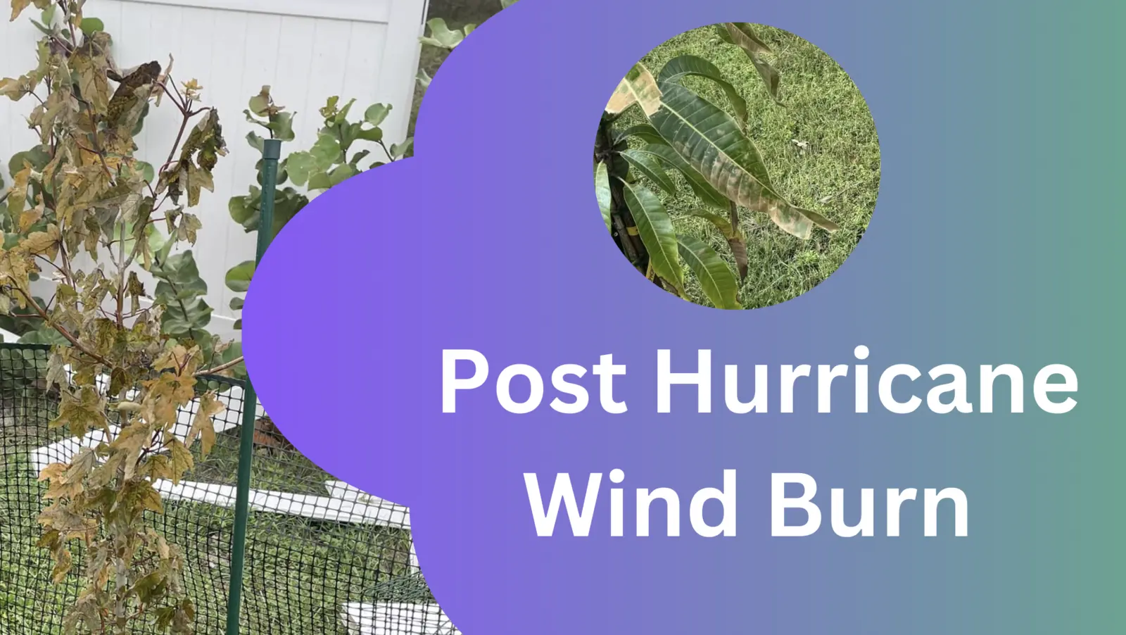 Post Hurricane Wind Burn - What to do