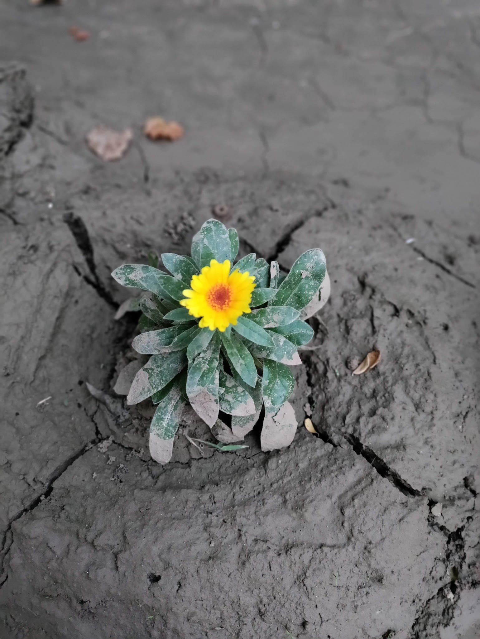 Pot Marigold on Clay Soil