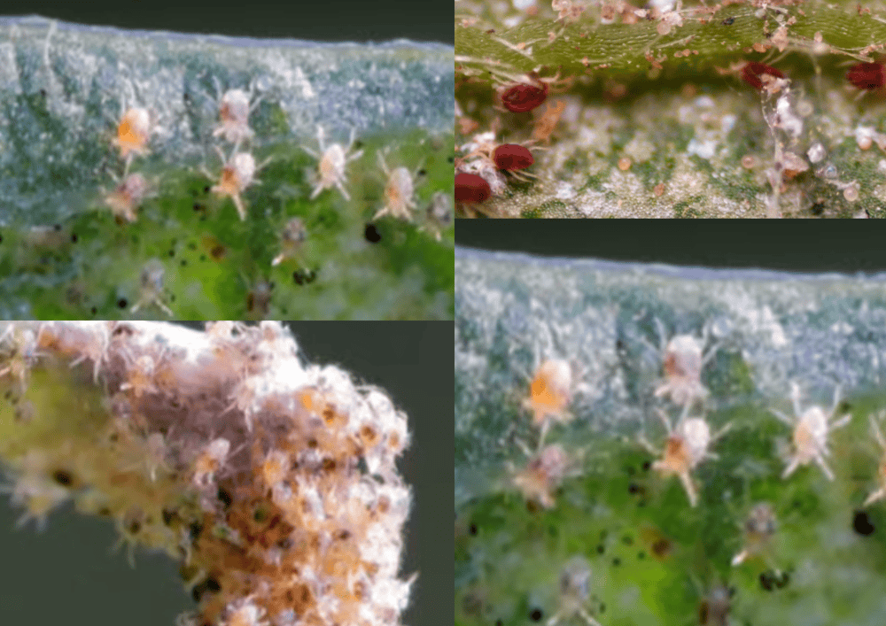 Red Spider Mites