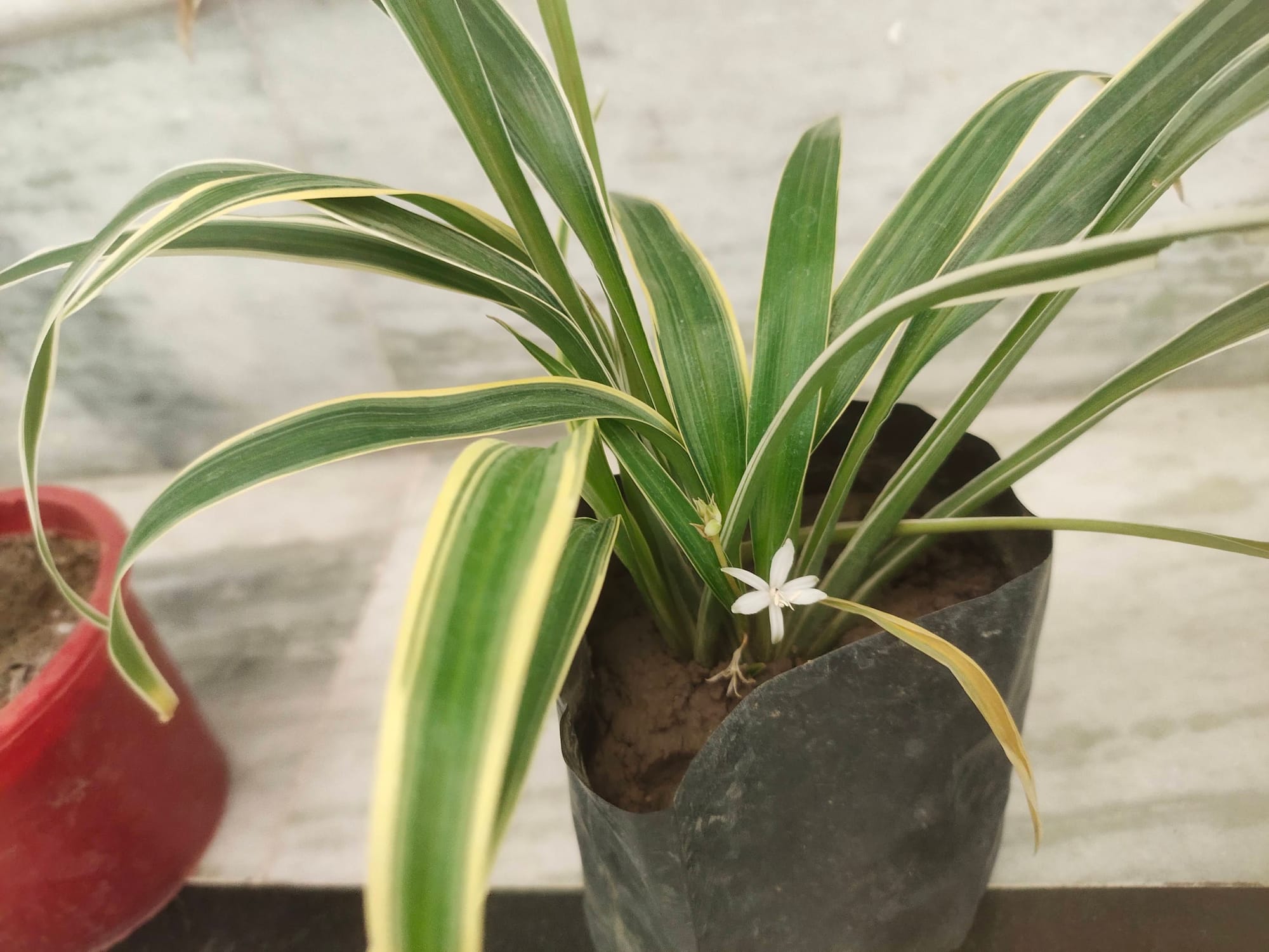 Ribbon Grass with Flower