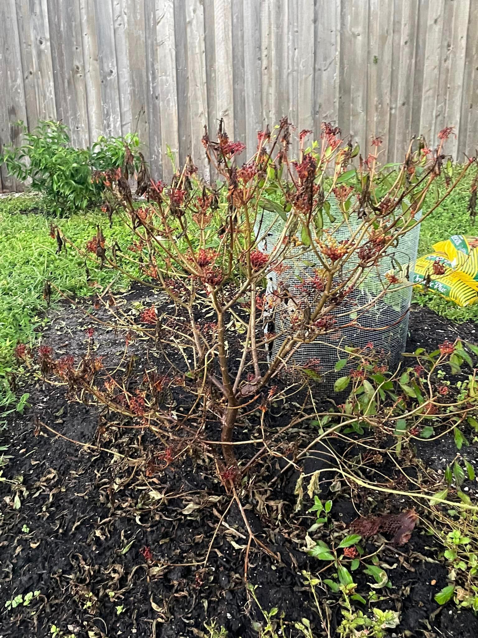 Saltwater flooded bush