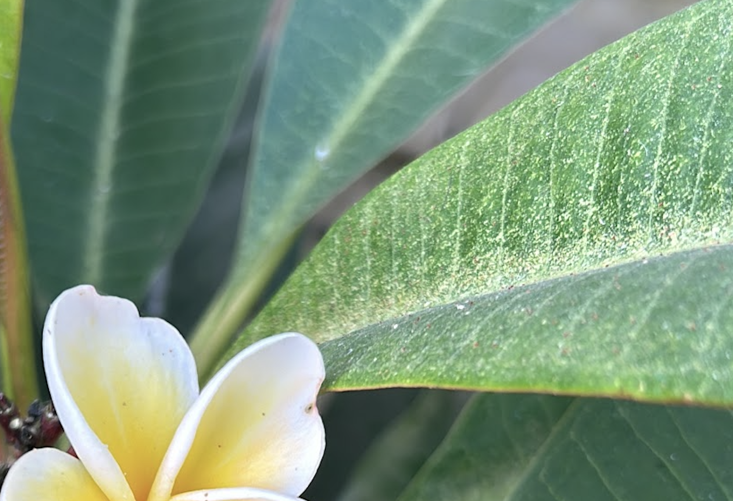 White spots on Plumeria leaves