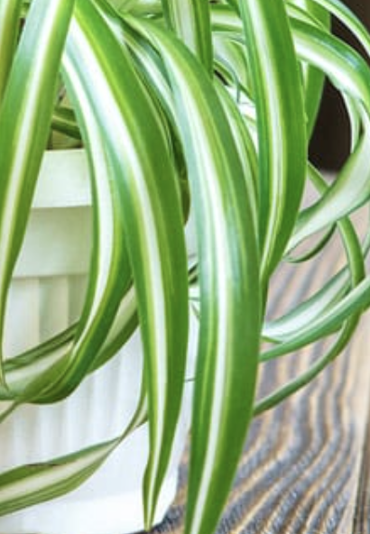 Spider Plant