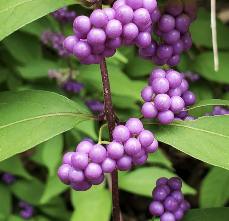 Beautyberry