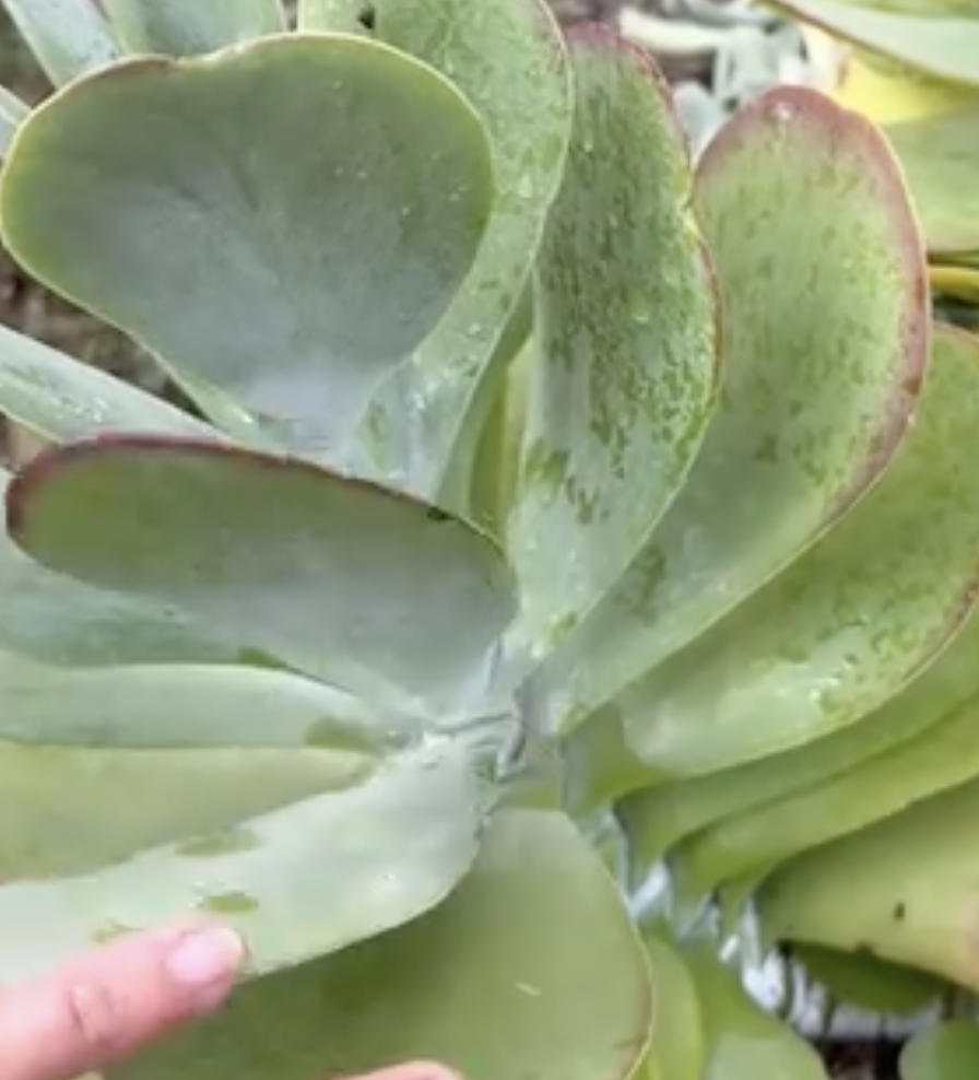 White powder on Flapjack Succulent