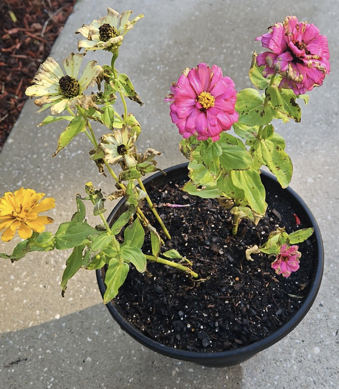 zinnia leaves drying up