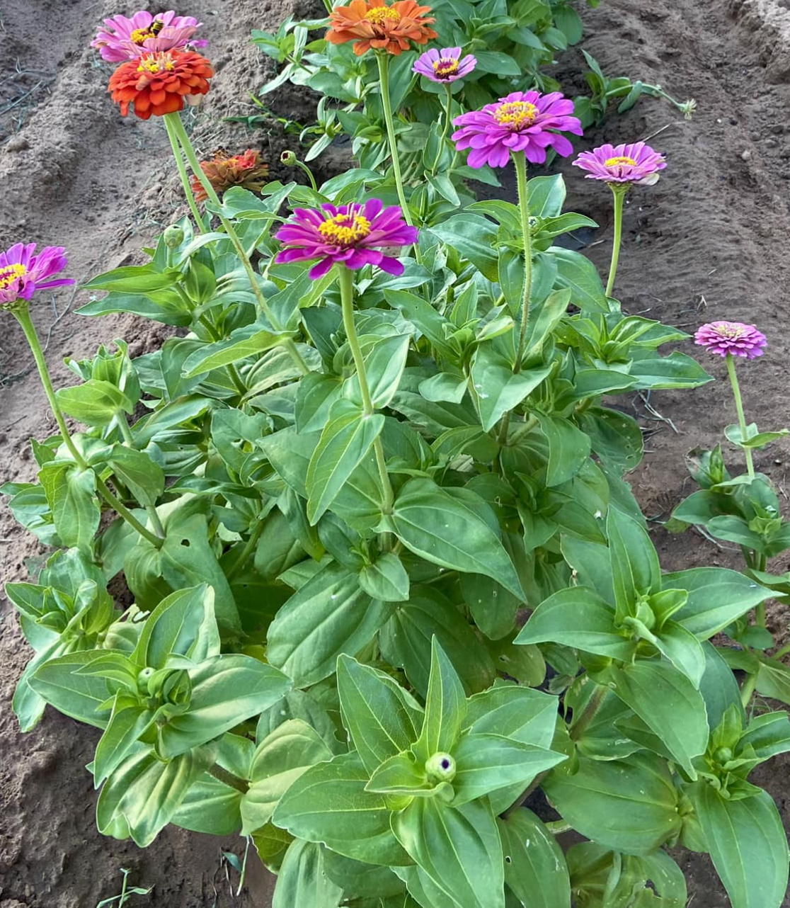 Healthy Zinnia