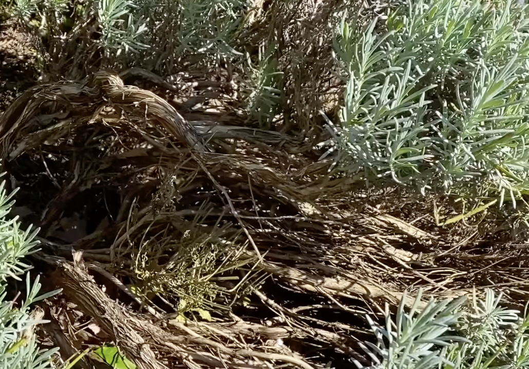 Lavender without pruning