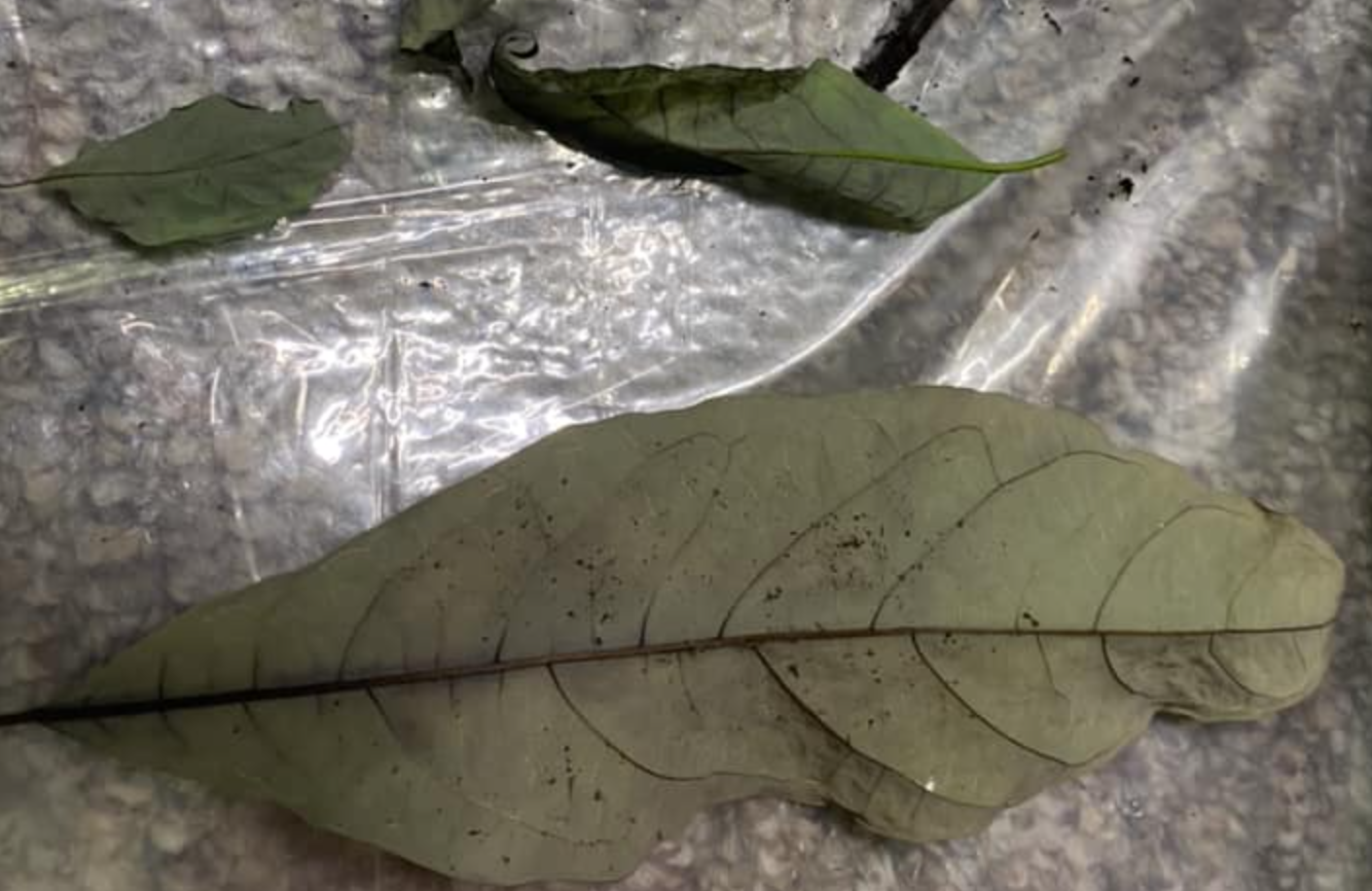 Newly grown Avocado leaves falling off and drying out