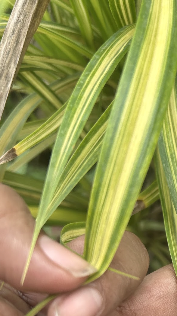 Spider Plant Leaf